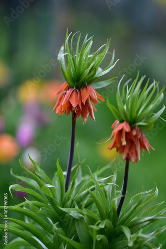 Dwa pomarańczowe kwiaty korony cesarskiej w rozkwicie z zielonym, rozmytym tłem i plamami kolorowych tulipanów. © polmus