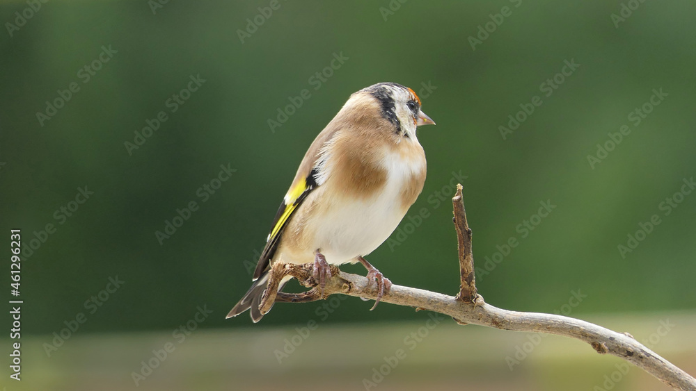 Goldfinch on a branch in a wood in UK Goldfinch on a branch in a wood in UK