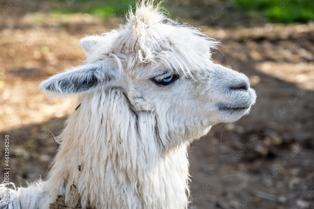 Obraz premium expressive alpaca face close-up on a sunny day 