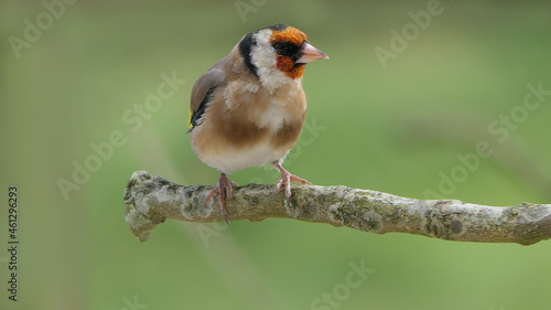 Goldfinch on a branch in a wood in UK