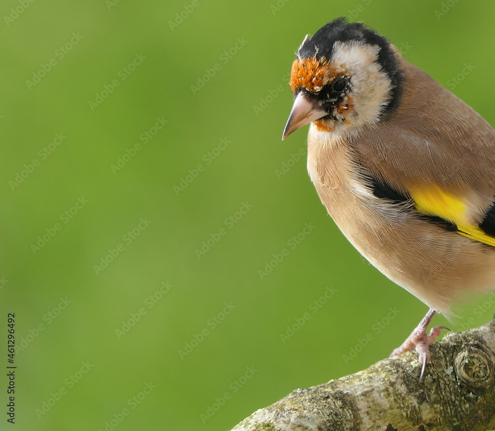 Obraz premium Goldfinch on a branch in a wood in UK
