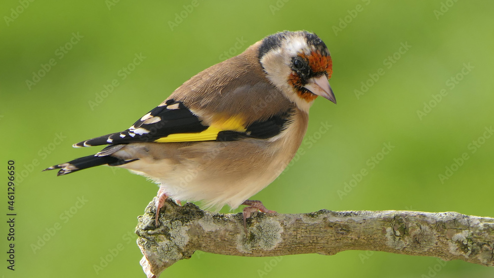 Goldfinch on a branch in a wood in UK Goldfinch on a branch in a wood in UK
