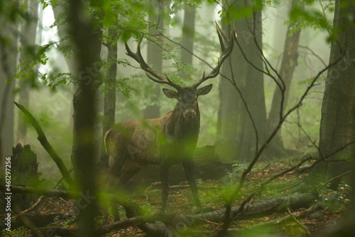 The Red Deer (Cervus elaphus) stag during the rutting season. The Bieszczady Mts, carpathians, Poland.