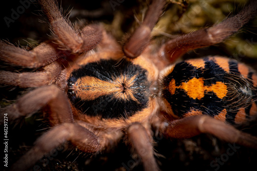 Pumpkin patch tarantula hapalopus formosus photo