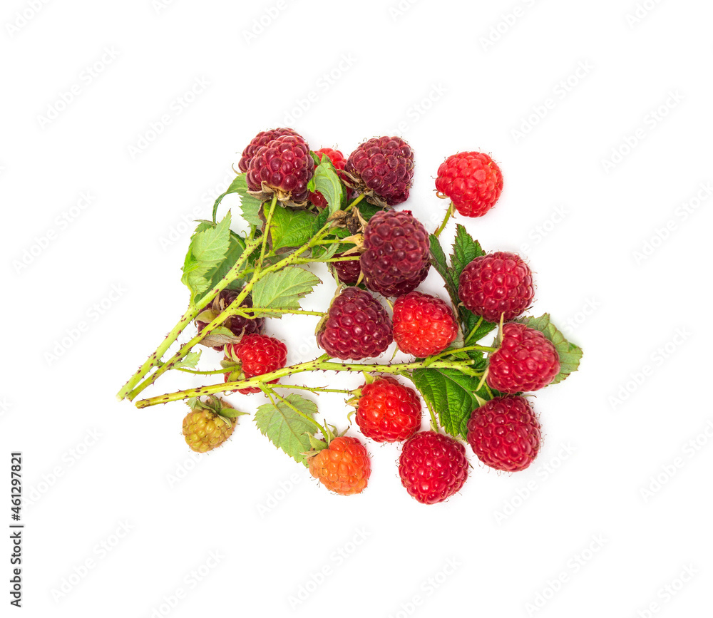 Branches of ripe red raspberries. Lots of raspberries with leaves isolated on white Branches of ripe red raspberries. Lots of raspberries with leaves isolated on white