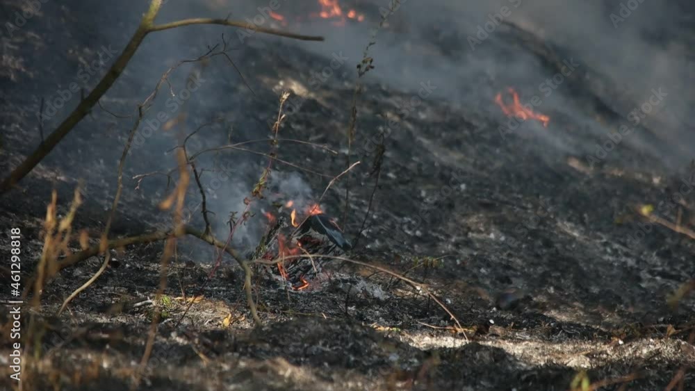 Forest Fire. Grass Is Burning. Ecological Disaster Forest Fire. Grass Is Burning. Ecological Disaster
