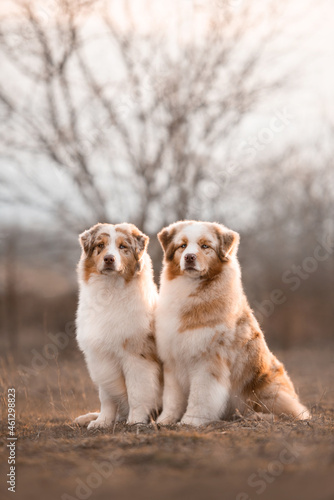 australian shepherds two dogs in the field