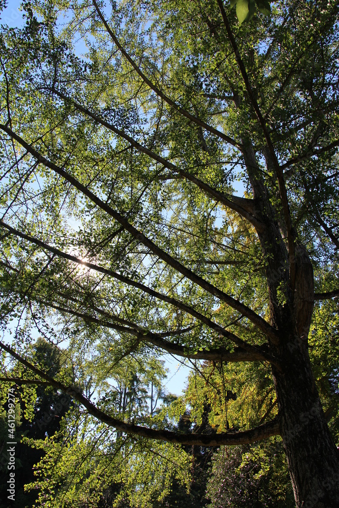 Obraz premium Gardens at the Lago Maggiore
