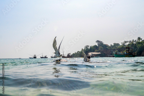 Great crested tern in coast of Sri Lanka. photo