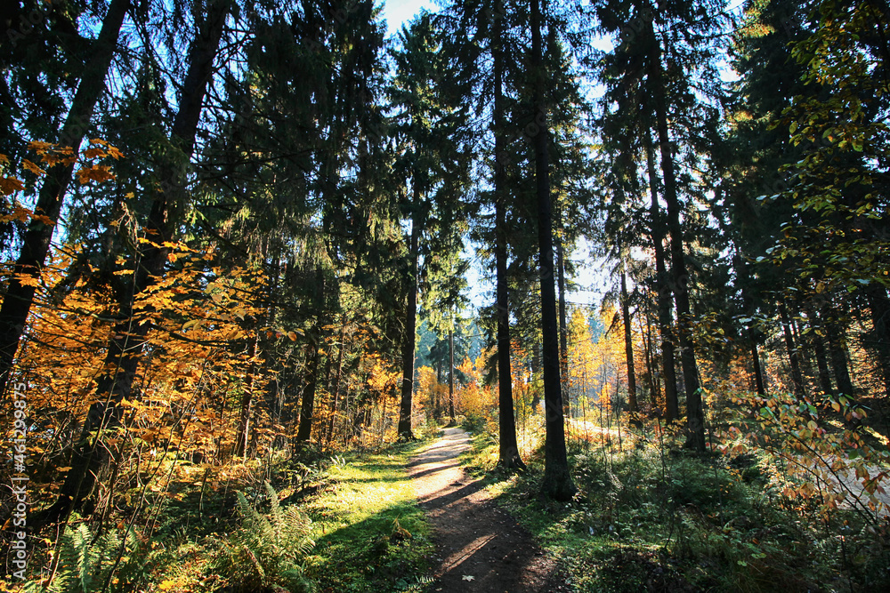 Fototapeta premium sunset in the forest