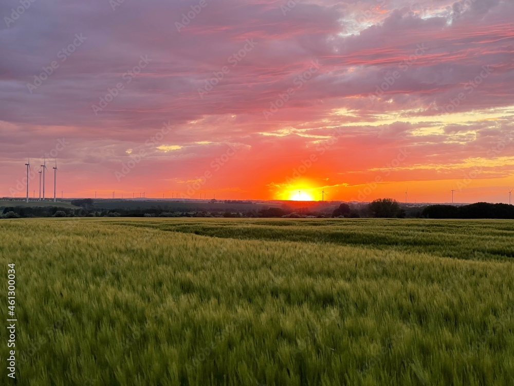 Sonnenuntergang auf dem Weizenfeld