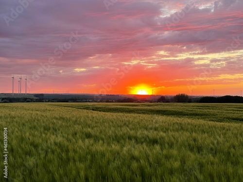 Sonnenuntergang auf dem Weizenfeld © Jerome