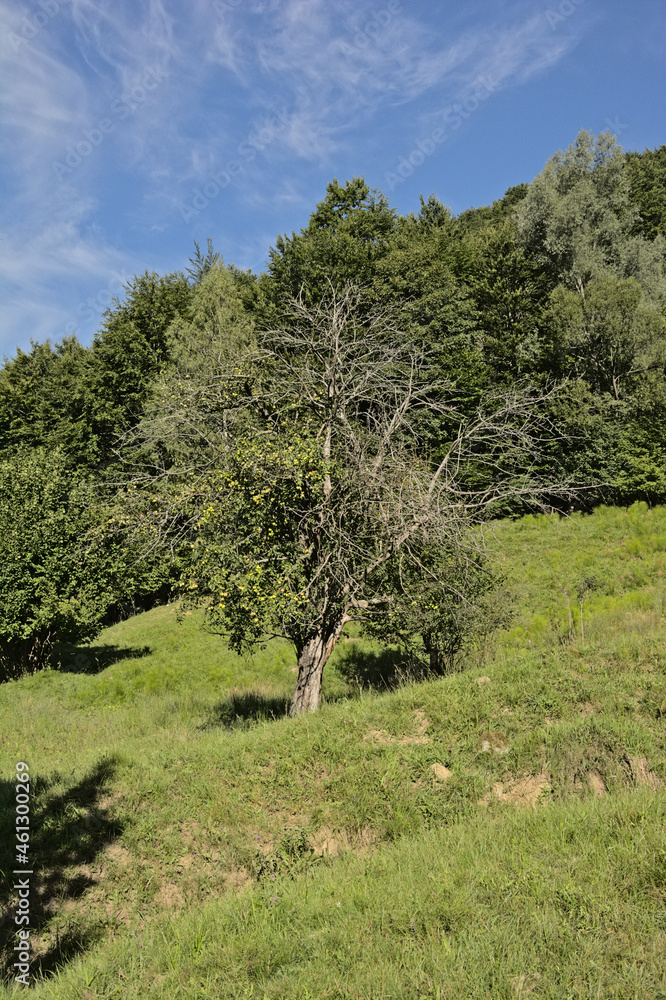 Apple tree on a mountain slope in the Romanian countryside Apple tree on a mountain slope in the Romanian countryside