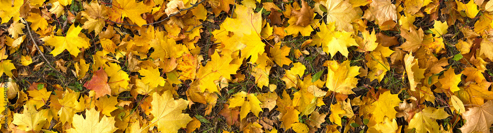 Yellow maple tree leaf on ground, autumn background