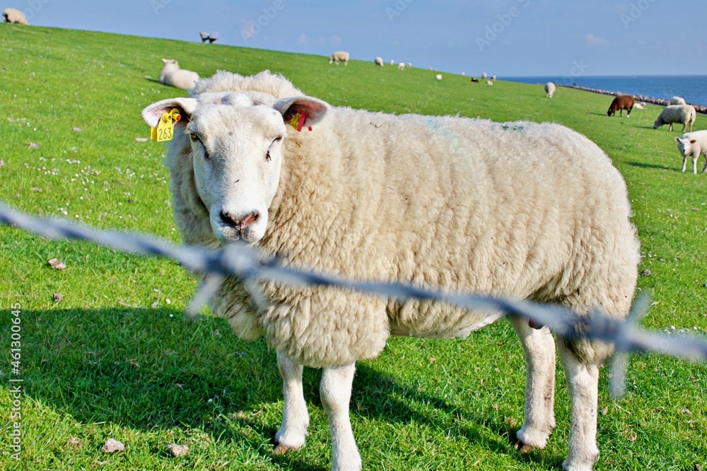 Obraz premium Schafe auf der Weide