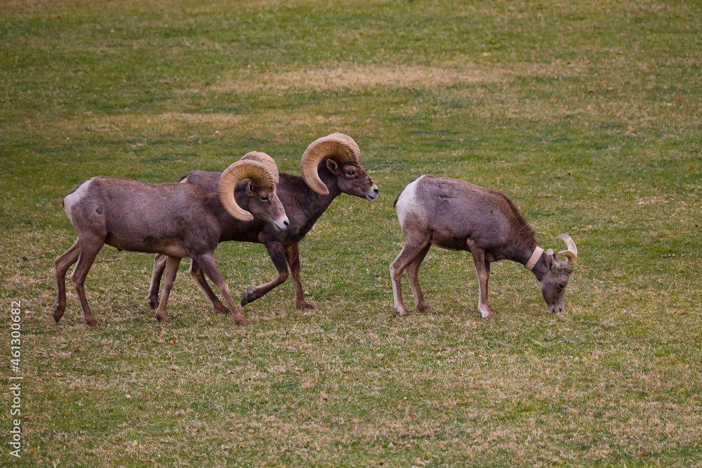 Obraz premium Rams herd in the wild