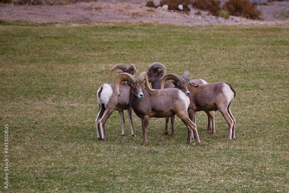 Obraz premium Rams herd in the wild