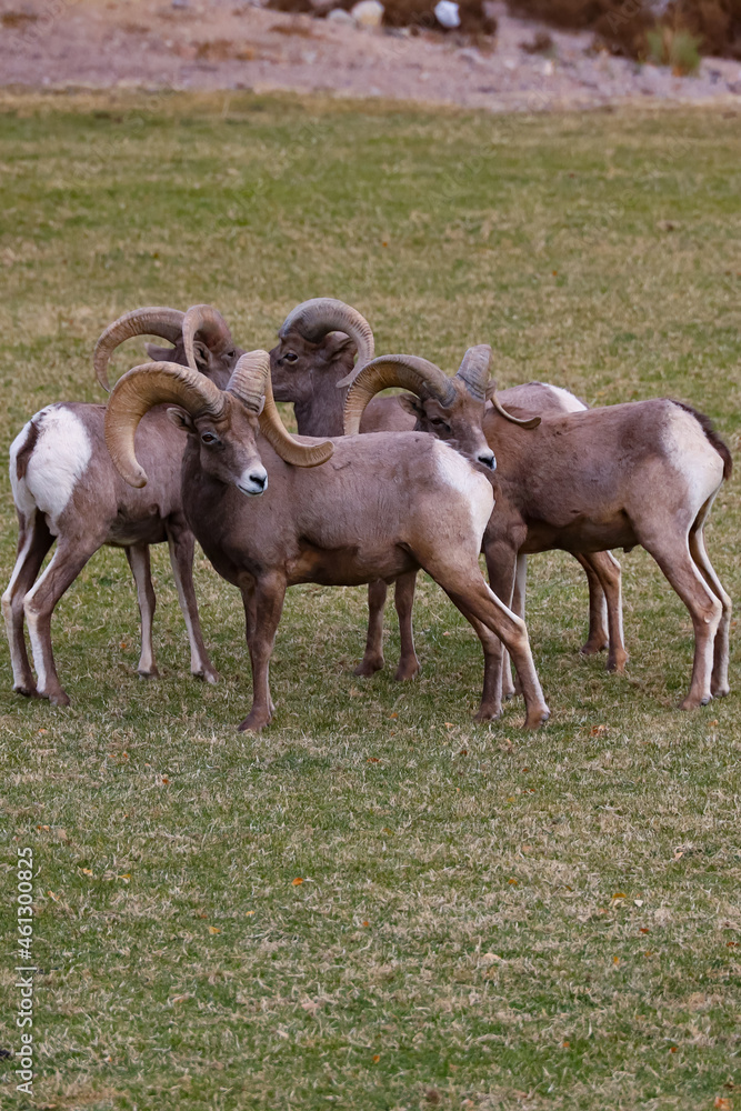Obraz premium Rams herd in the wild