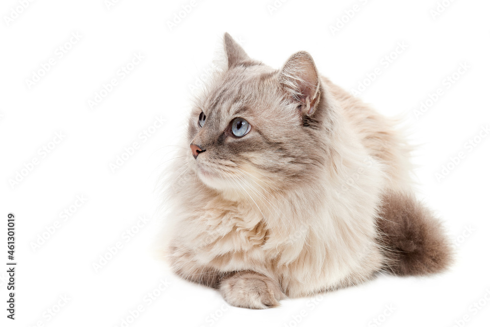 Fluffy siberian cat with blue eyes looking to the side lies on white