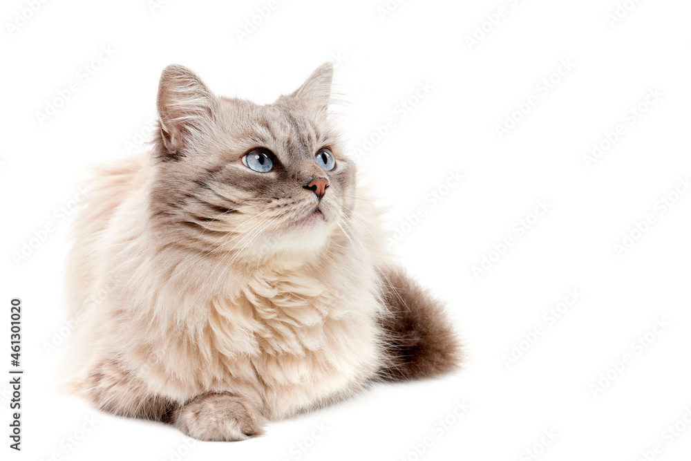 White fluffy Siberian cat with blue eyes lies and looks interested