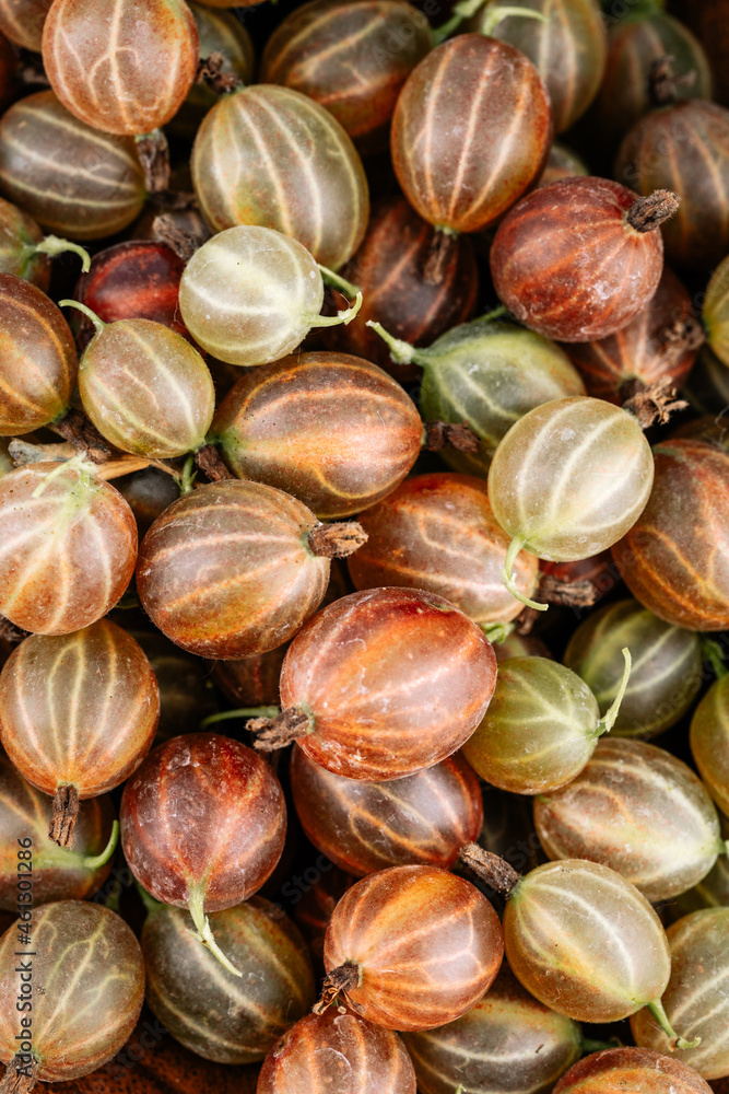 Obraz premium Gooseberry Harvest, a crop of ripe gooseberries. Berries of red gooseberry close-up