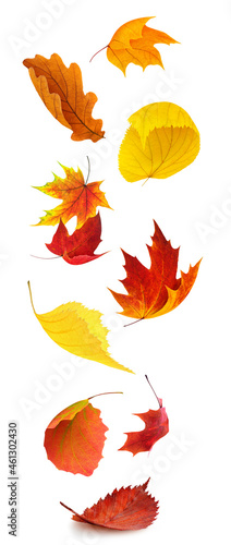 Foto Colorful autumn tree leaves falling, isolated on white background, vertical