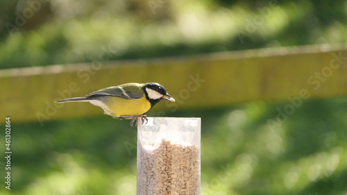 Great Tit feeding from a bird table in UK