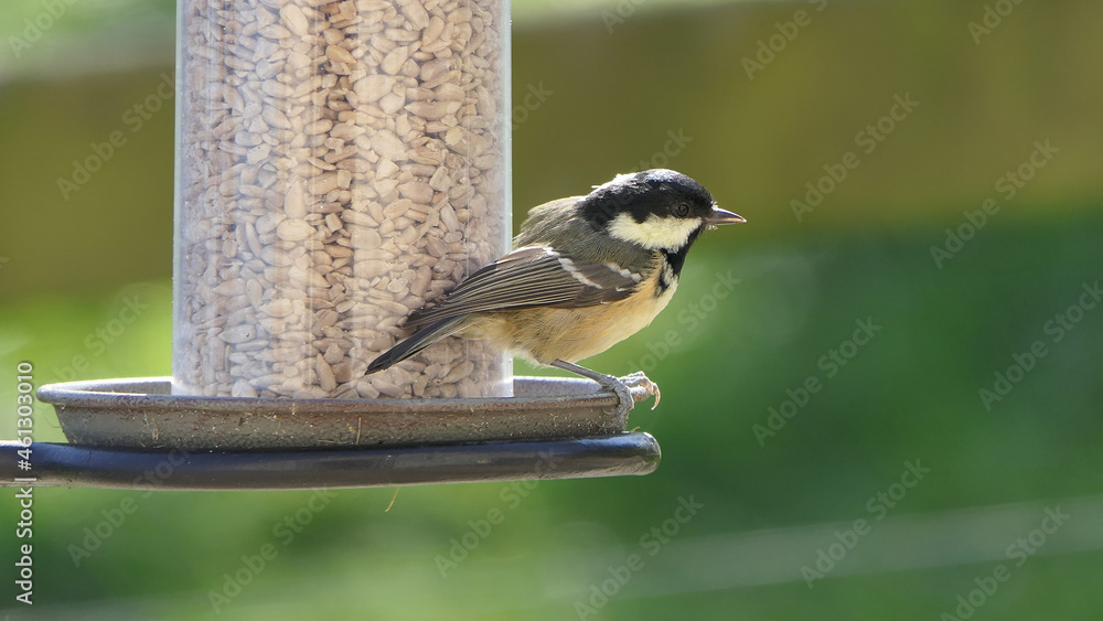 Fototapeta premium Coal Tit feeding from Tube Feeder on bird table