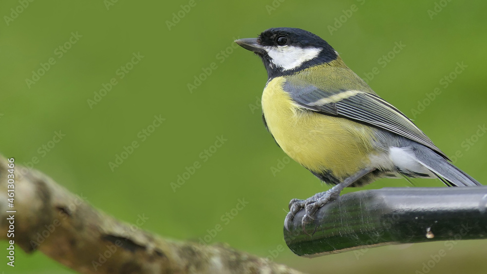 Fototapeta premium Great Tit sitting on a branch in a wood in the UK