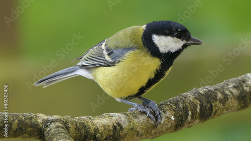 Great Tit sitting on a branch in a wood in the UK