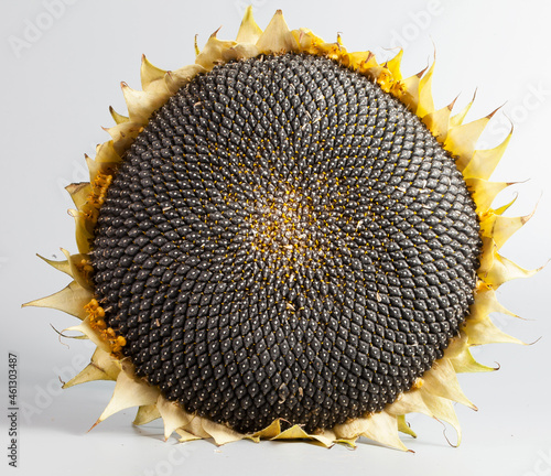 Ripe sunflower with seeds and stamens, shot close
