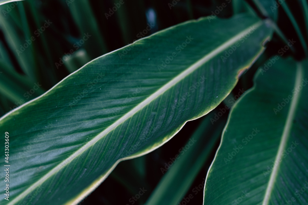 Zielone naturalne piękne tło roślinne, deseń liści. - obrazy, fototapety, plakaty 