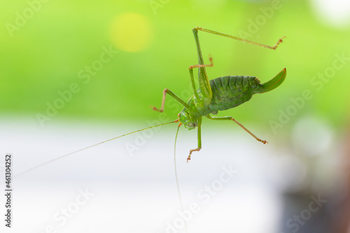 Green grasshopper sitting on tree window
