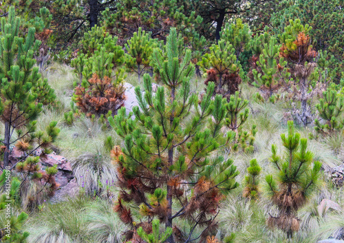 Fusarium, este hongo puede convertirse en una plaga y afectar diversas especies de arboles como estos del género Pinus. 