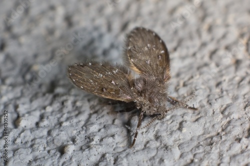 Psychoda cinerea on the wall