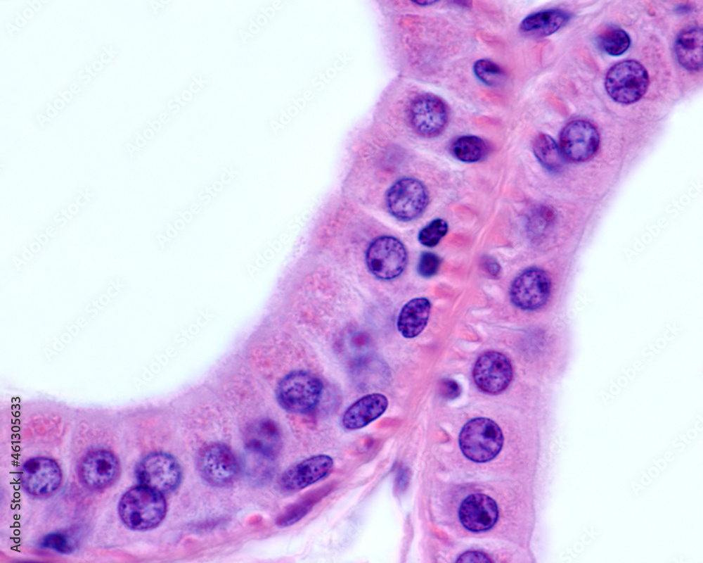 Apocrine sweat gland. Columnar epithelium Apocrine sweat gland. Columnar epithelium