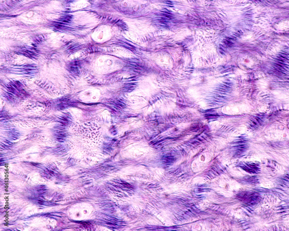 Fototapeta premium Epidermis. Stratum spinosum. Desmosomes