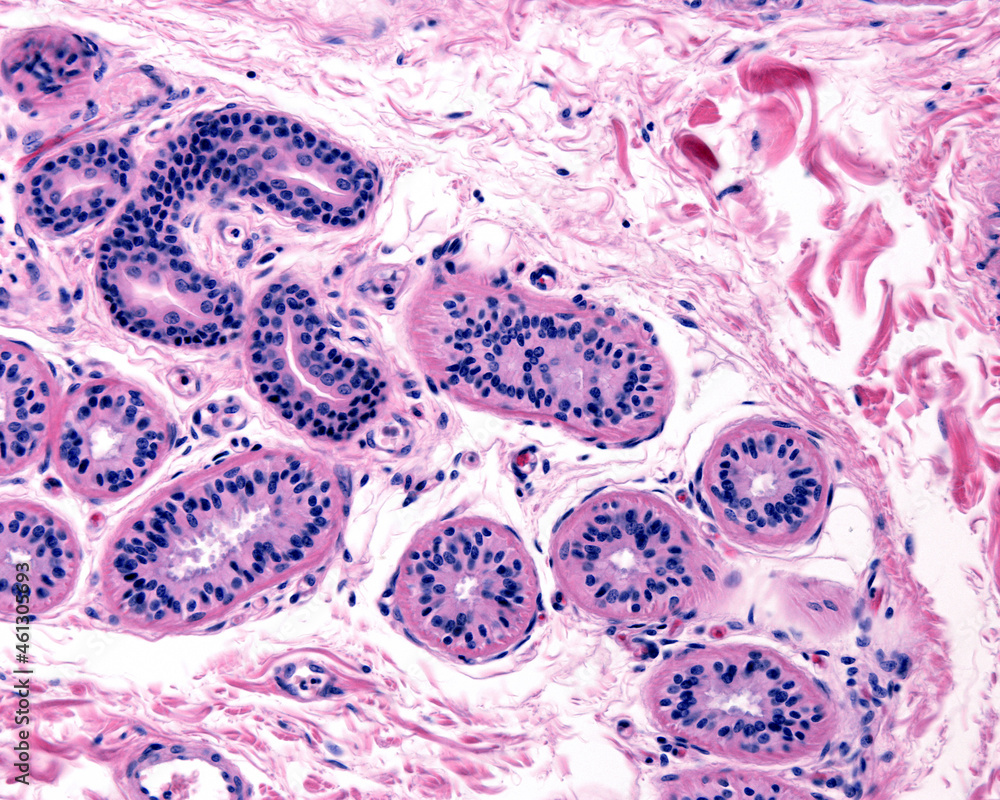 Human sweat gland. Secretory unit and excretory duct StockFoto Adobe Stock