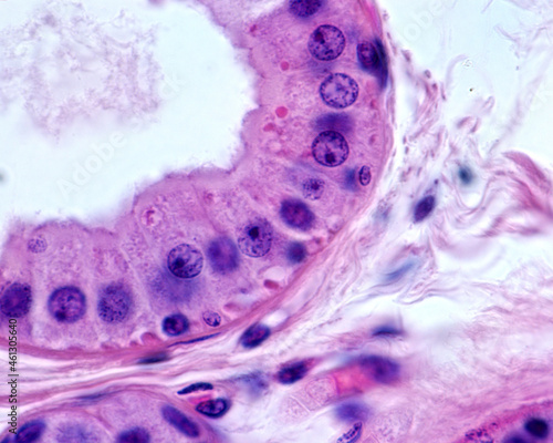 Apocrine sweat gland. Columnar epithelium photo