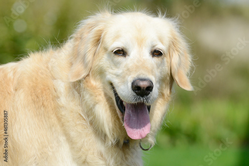 dog golden retriever portrait in garden