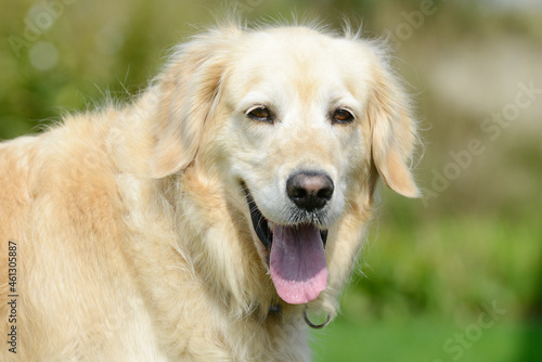 dog  golden retriever portrait in garden © Carola Schubbel