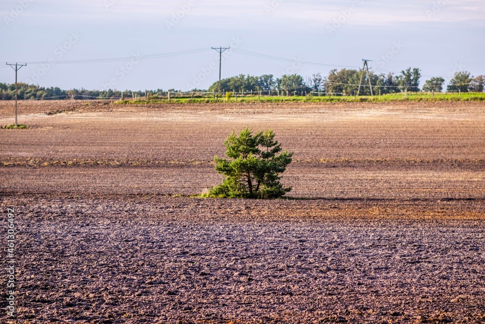 Samotna sosna Tree