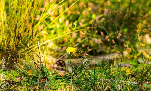 Obraz na płótnie Żółty kwiat Yellow Flower w salonie
