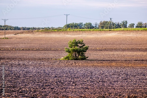 Obraz na płótnie Samotna sosna Tree w salonie