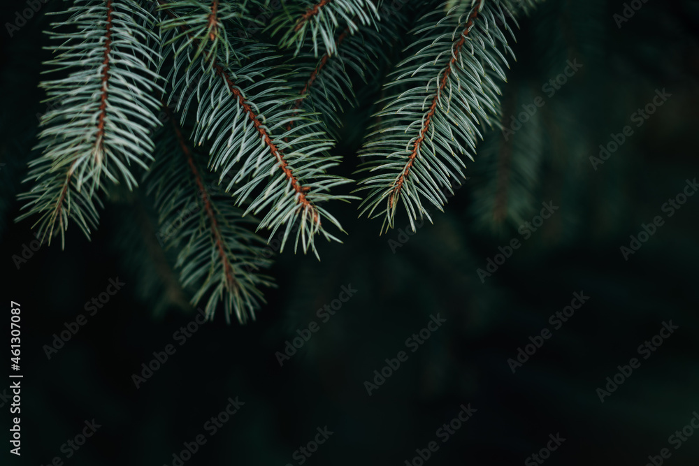 Fluffy branches of a fir-tree. Christmas wallpaper or postcard concept.