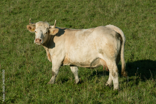 Wallpaper Mural Cow on a meadow. Torontodigital.ca