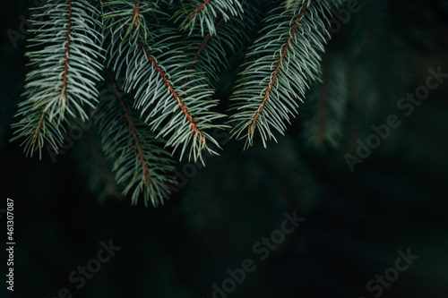 Fluffy branches of a fir-tree. Christmas wallpaper or postcard concept.