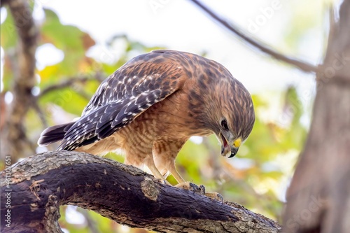 red tailed hawk