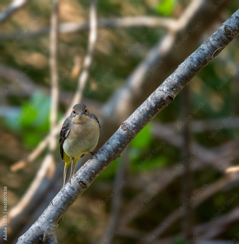 a bird on a branch in the forest a bird on a branch in the forest