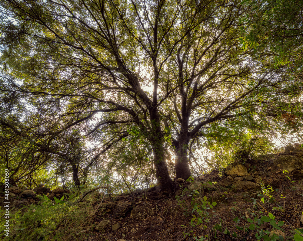 Fototapeta premium tree in the forest